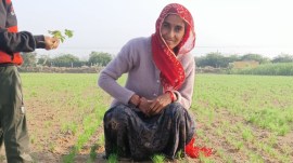 Rajasthan farmers object to GI tag for Unjha (Gujarat) jeera and saunf