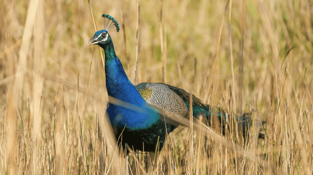 birds
