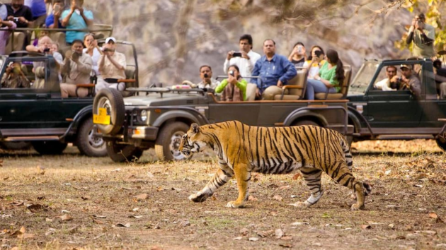 tigers
