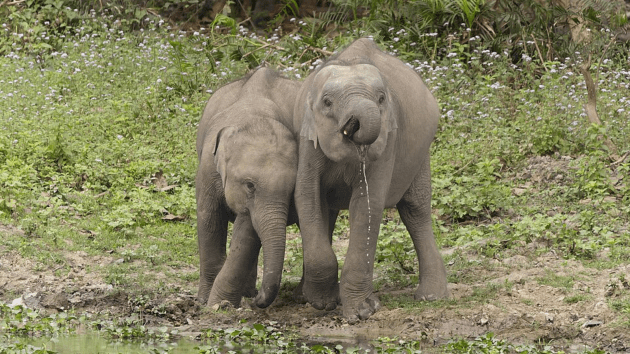 elephants