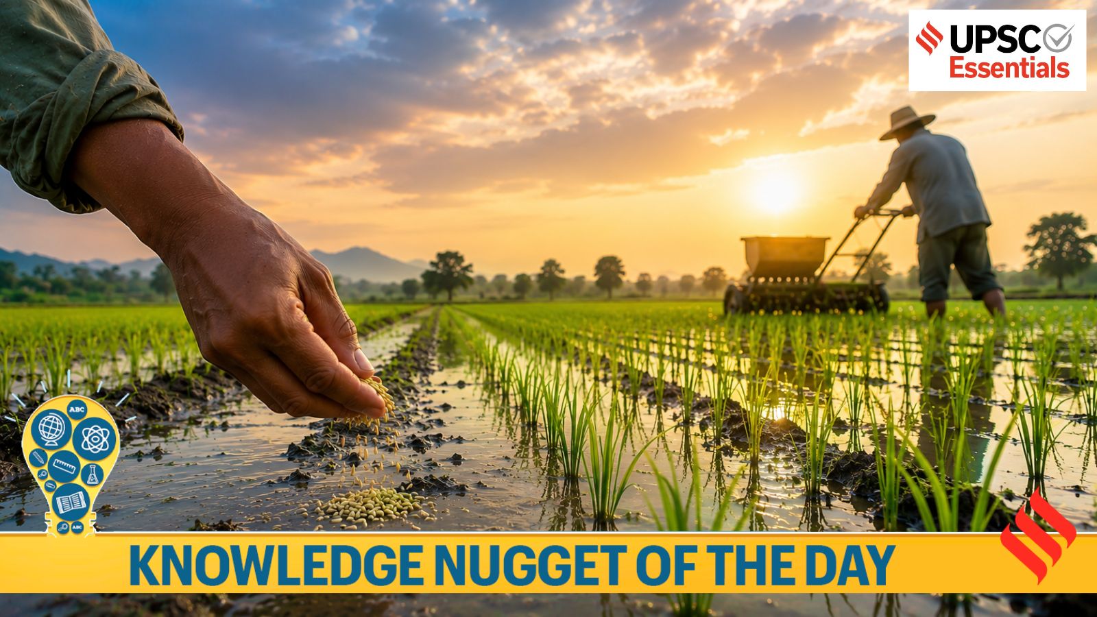 Knowledge Nugget: How direct seeded rice could be the future of rice farming