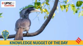 Knowledge Nugget | Indian Grey Hornbill returns to Gir: Meet the bird that seals its mate inside a tree for two months
