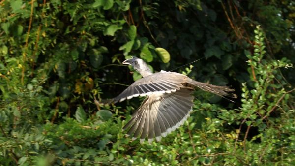 Indian Grey Hornbill returns to Gir: Why it seals its mate inside a tree