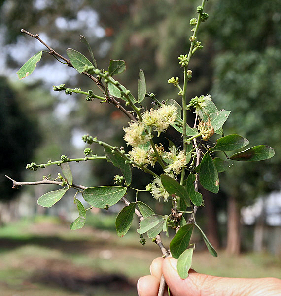 Jungle Jalebi Pithecellobium dulce