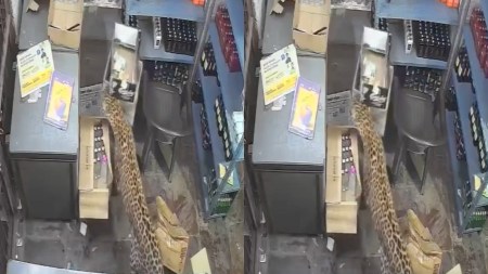 Leopard enters liquor store in Rajasthan