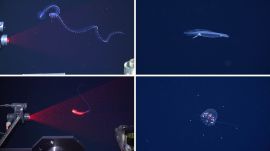 Advanced underwater imaging allowed scientists to observe fragile deep-sea species without disturbing their natural habitat. (Image: X/Bibo)