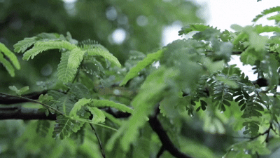 monsoon