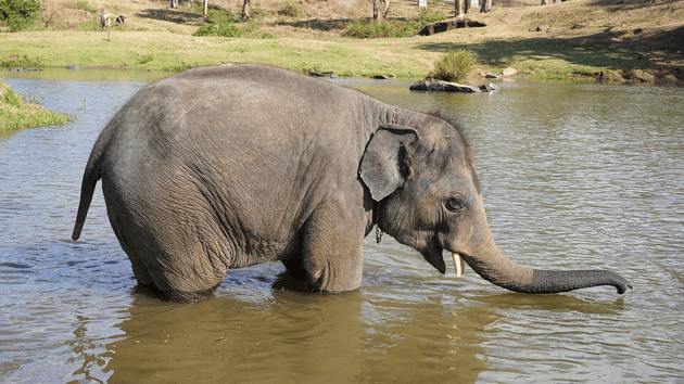elephants
