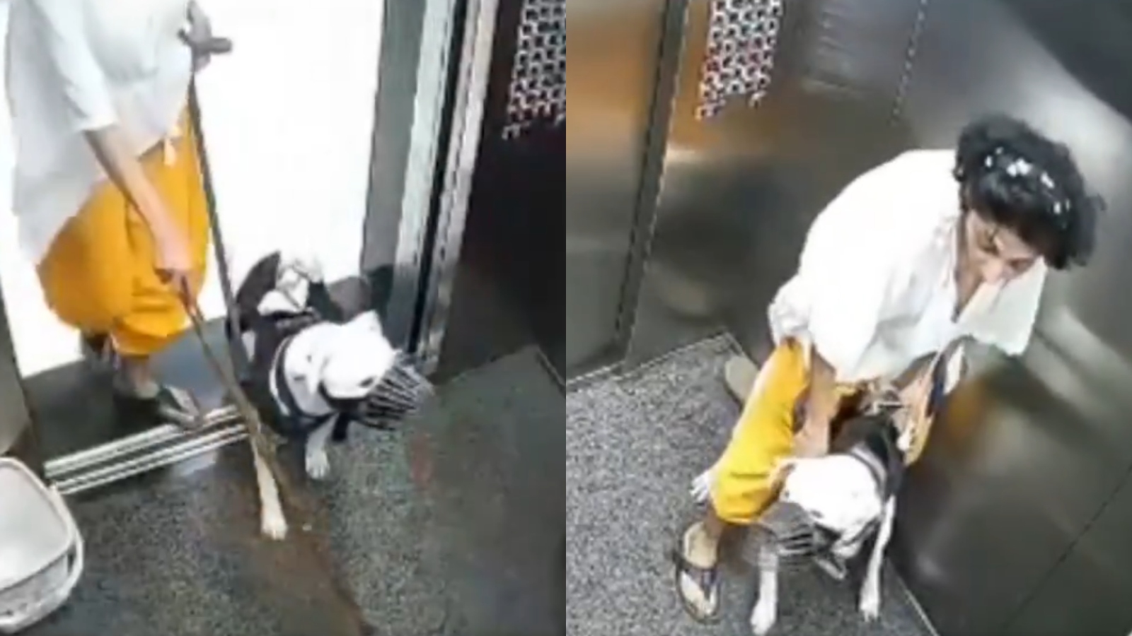Watch: Pet dog lunges at 3 girls inside Mumbai lift, CCTV video sparks outrage