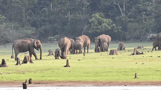 elephants