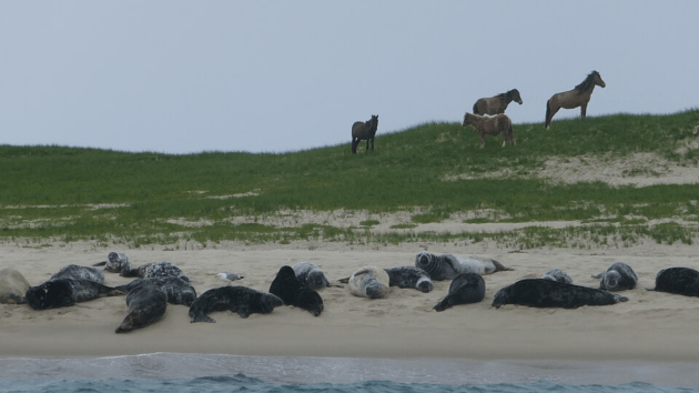 horses