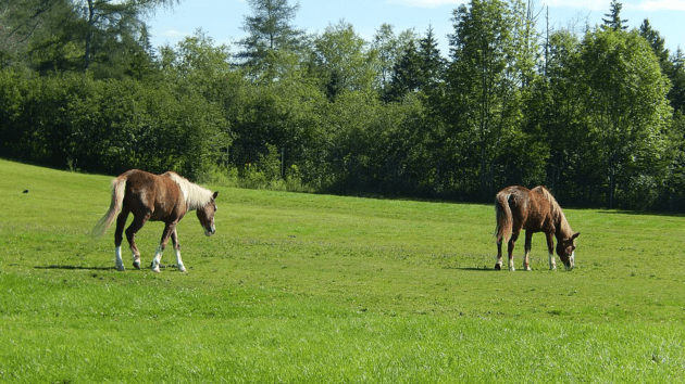 horses