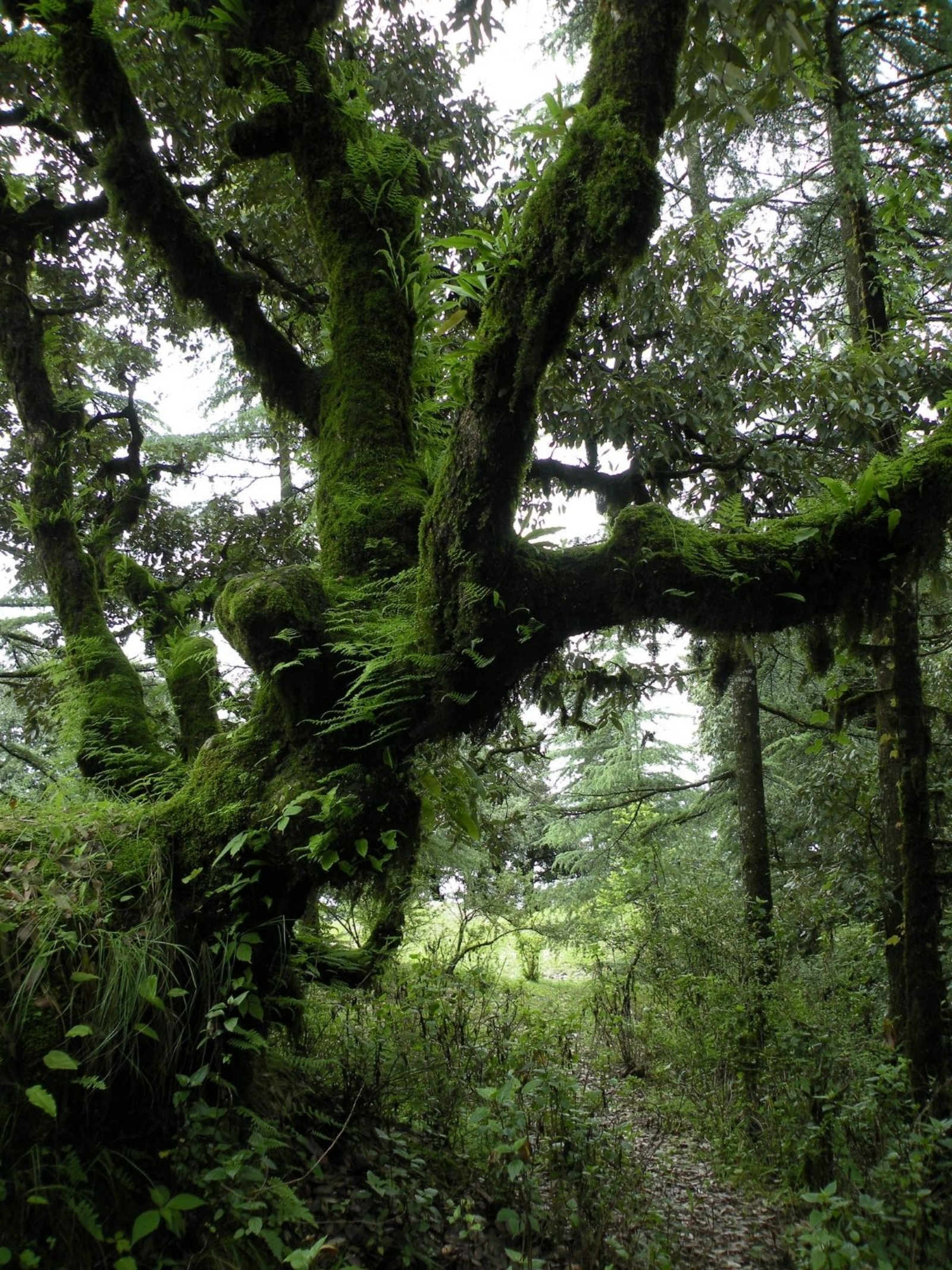 Oak
