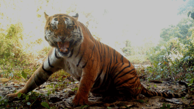 tigers
