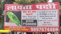 Agra lawyer offers Rs 50,000 reward for missing pet parrot, gets 1,000 leads