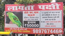 Parrot