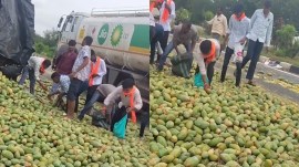 People looting mangoes