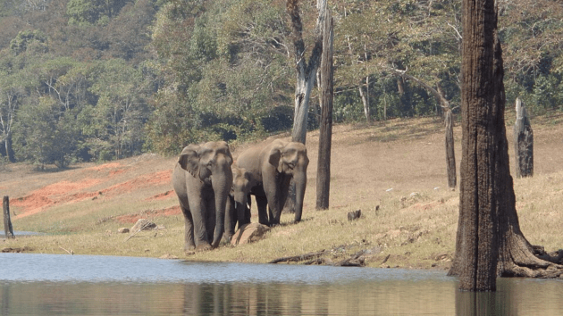 elephants