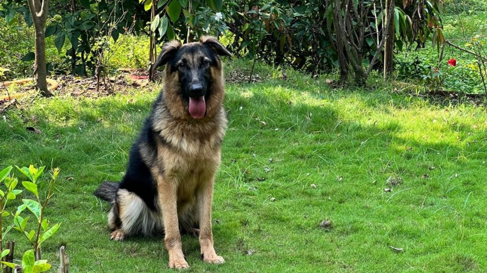 ‘He was my child’: Gujarat doctor heartbroken after pet dog dies trying to save his staff from a leopard