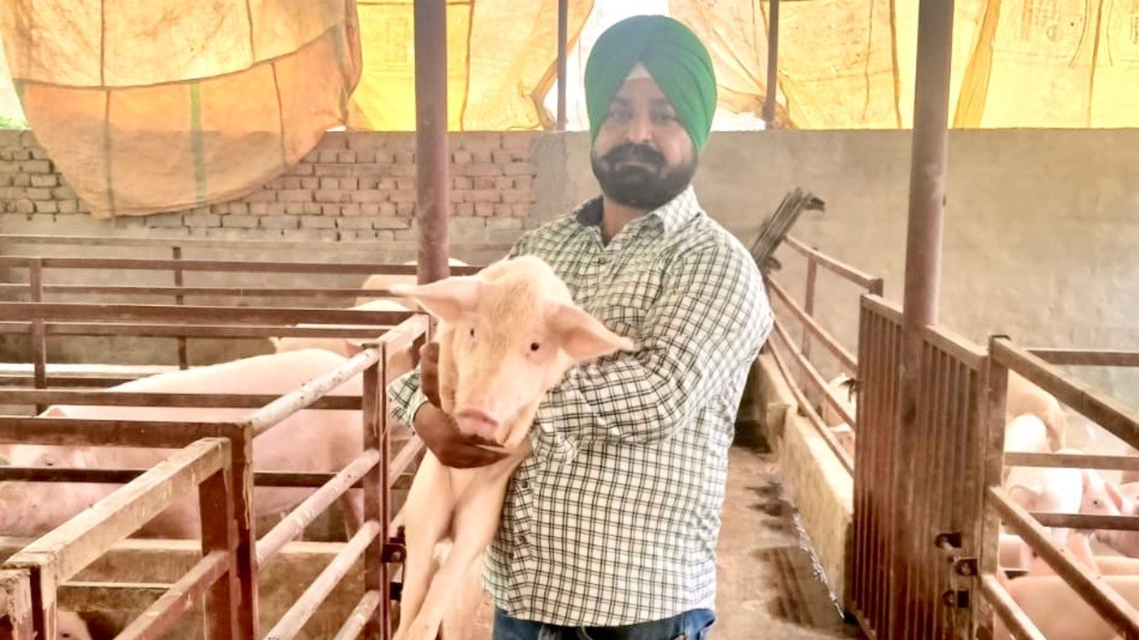 The one-kanal miracle: from 1/8 of an acre, Moga farmer’s pigs earn him Rs 61 lakh per annum | Chandigarh News