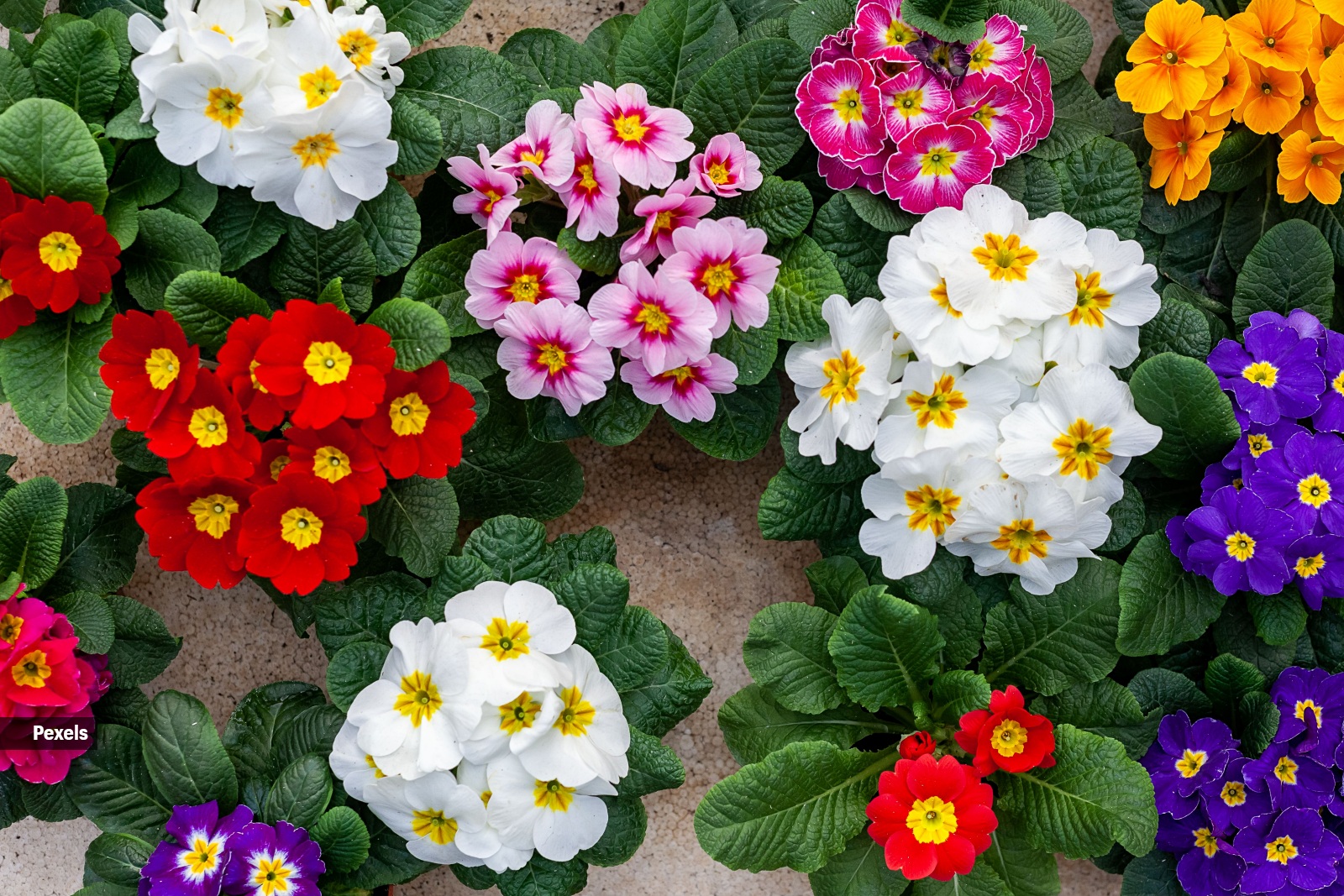 10 stunning flowers you’ll spot on the Valley of Flowers trek this monsoon