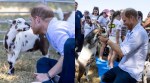 The session turned even more amusing when the Duke lay on his back as goats wandered over participants