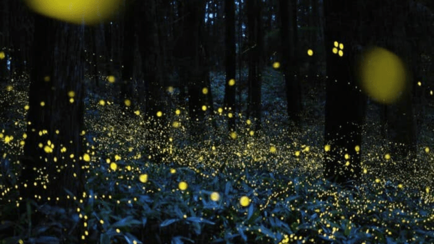 fireflies
