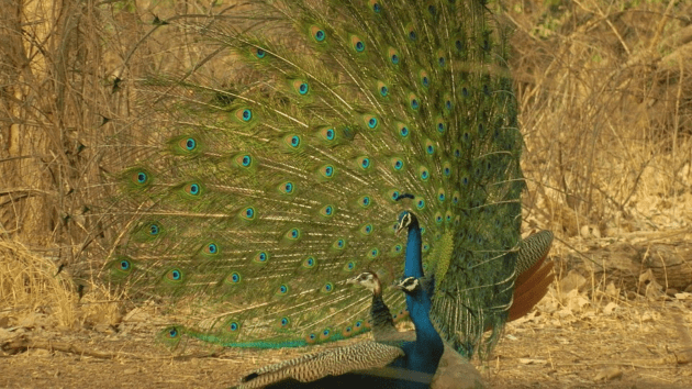 birds