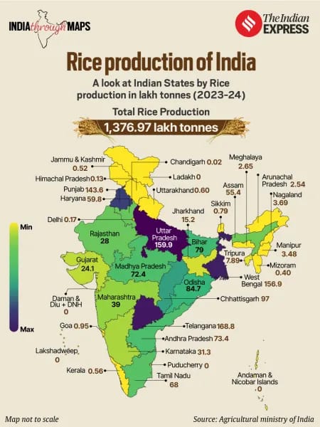 Knowledge Nugget: How Direct-Seeded Rice could be the future of rice farming