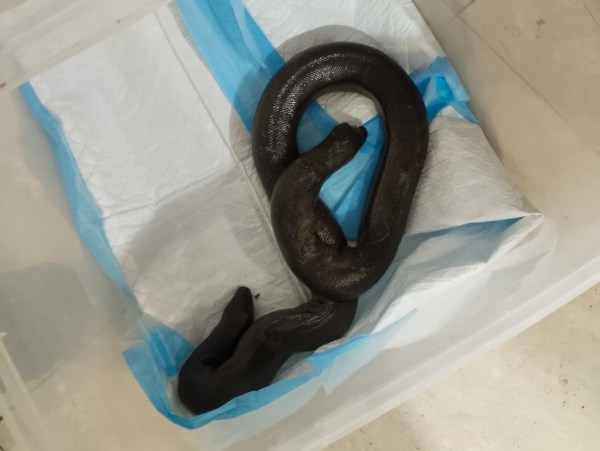 Snake