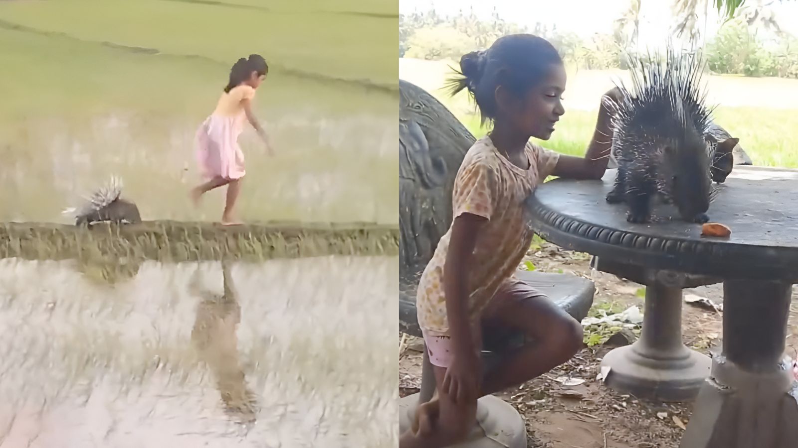 Watch: ‘Disney Princess’, porcupine, and civet cat friendship video wins hearts online