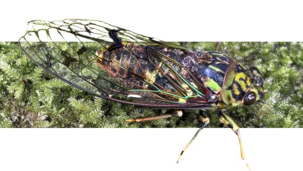 Stag Beetle
