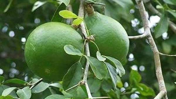 The bael helps treat a number of illnesses from cancer to heart to kidney to viral to ulcer ad infinitum. (Source: amazon.in)