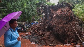 1,856 trees fell, 3 died in 11 days: Why India's richest civic body can't predict the next collapse