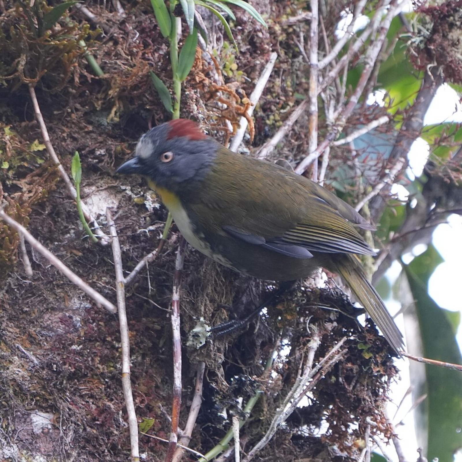 bird