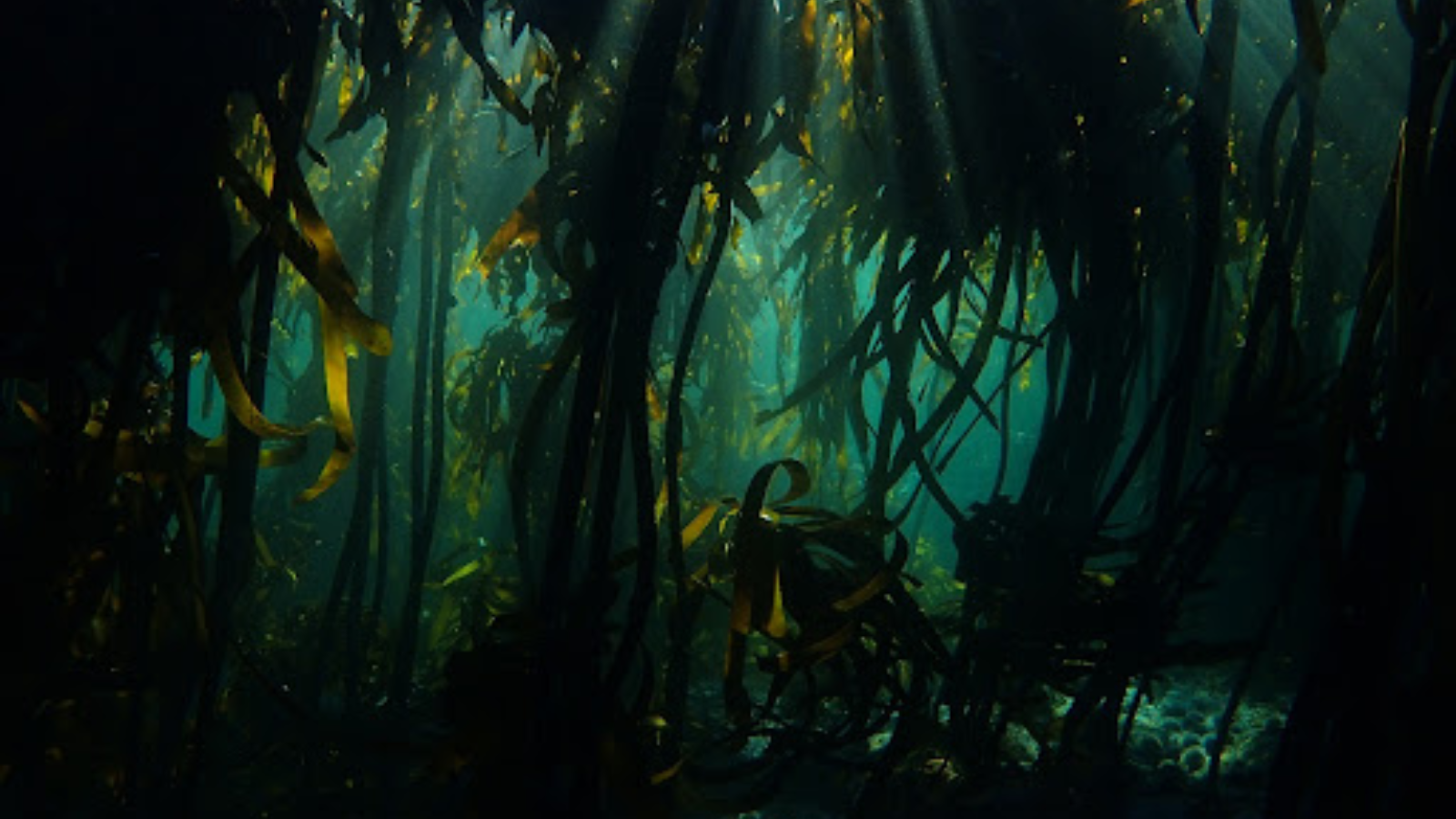 On World Nature Conservation Day, explore the world’s most remarkable forests
