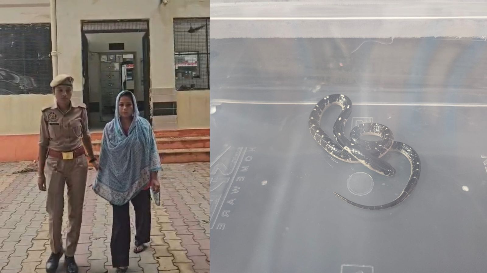 The accused, Damini, in police custody and the snake which allegedly bit the victim. (Express Photo)