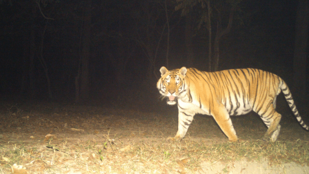 tigers