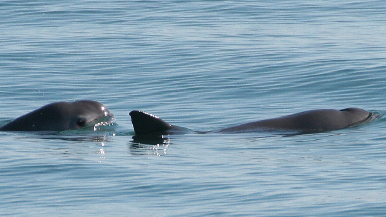 From Vaquita to Kakapo: 7 wildlife species fighting for their future