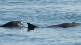 vaquita
