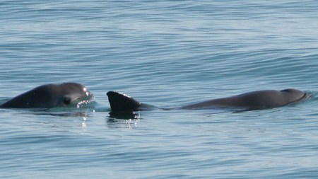 vaquita