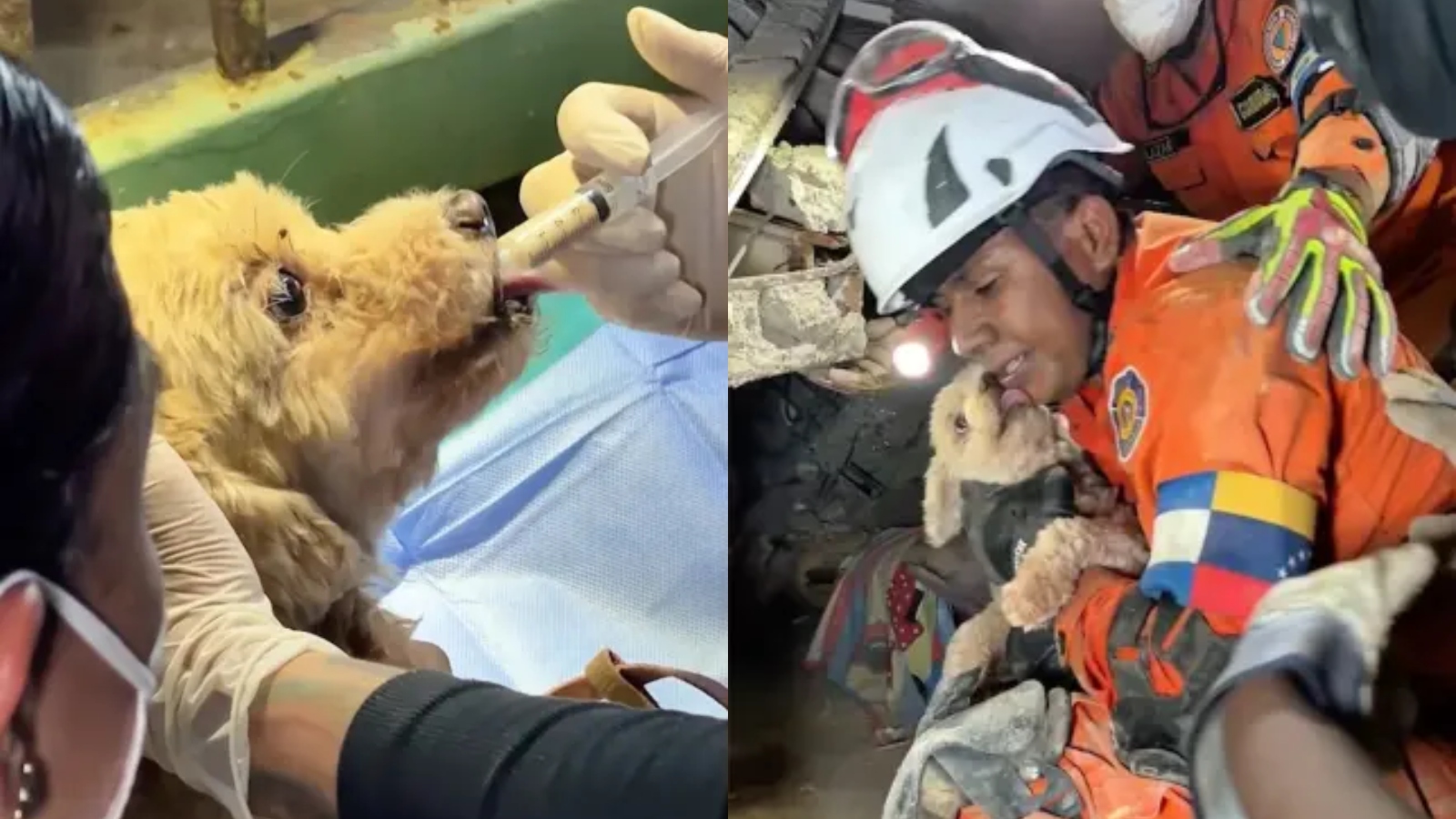 Puppy survives 5 days under Venezuela earthquake rubble, thanks rescuers with kisses