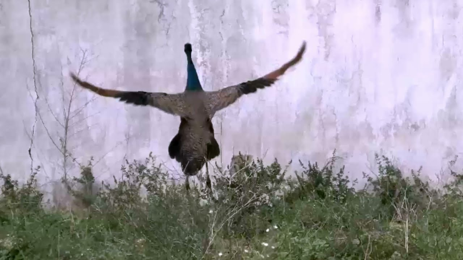 Best places to spot the Indian peacock during monsoon