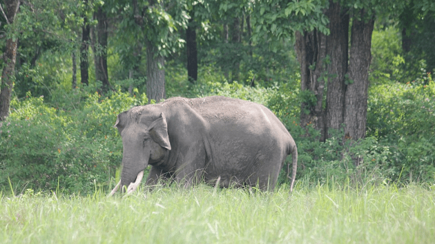 elephants
