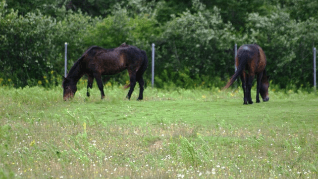 horses