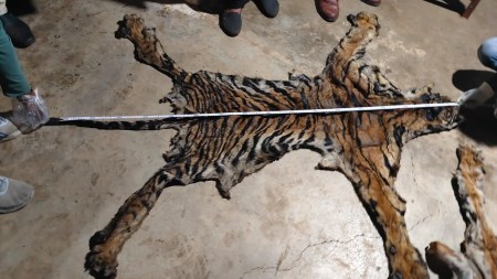 Indravati Tiger Reserve poaching scandal, Chhattisgarh tiger skin seizure 2026, Maharashtra Police personnel arrested tiger skin, Baburao Madavi Bijeshwar Gedam arrest, Forest Ranger Kamal Singh Kashyap suspended, Deputy Director Sundeep Balaga, Wildlife Justice Commission intelligence, pangolin scales trafficking Chhattisgarh, Central India wildlife corridor tracking, Jayprakash S Naidu, The Indian Express Raipur crime news