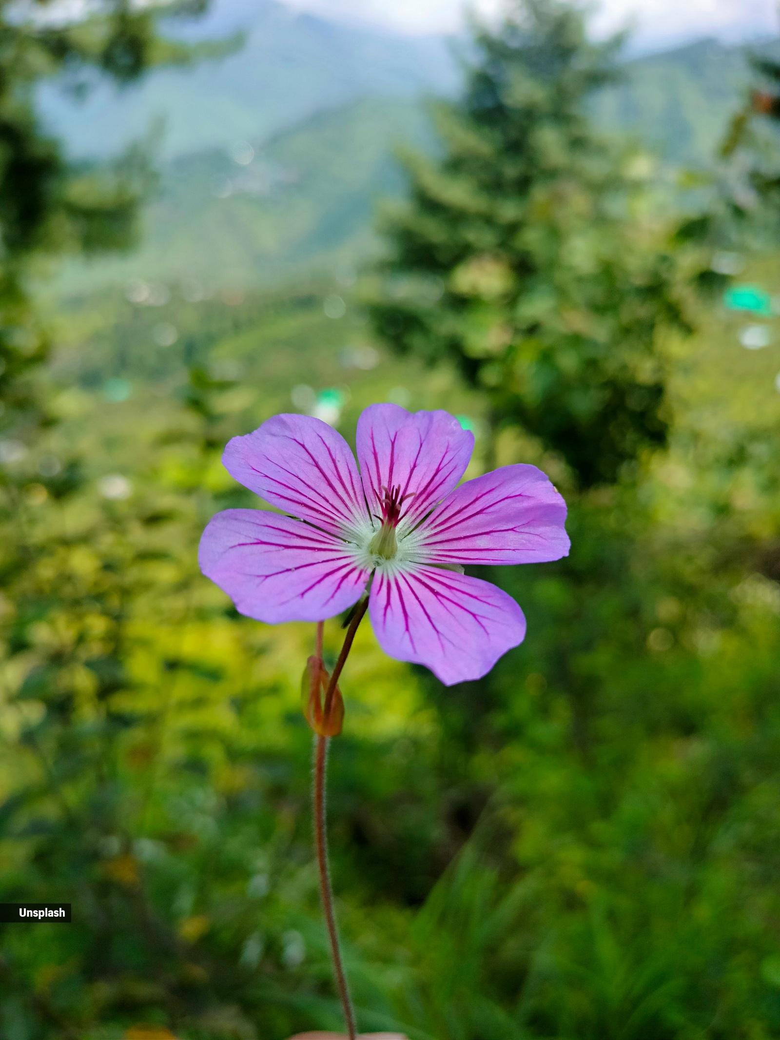 valley of flowers