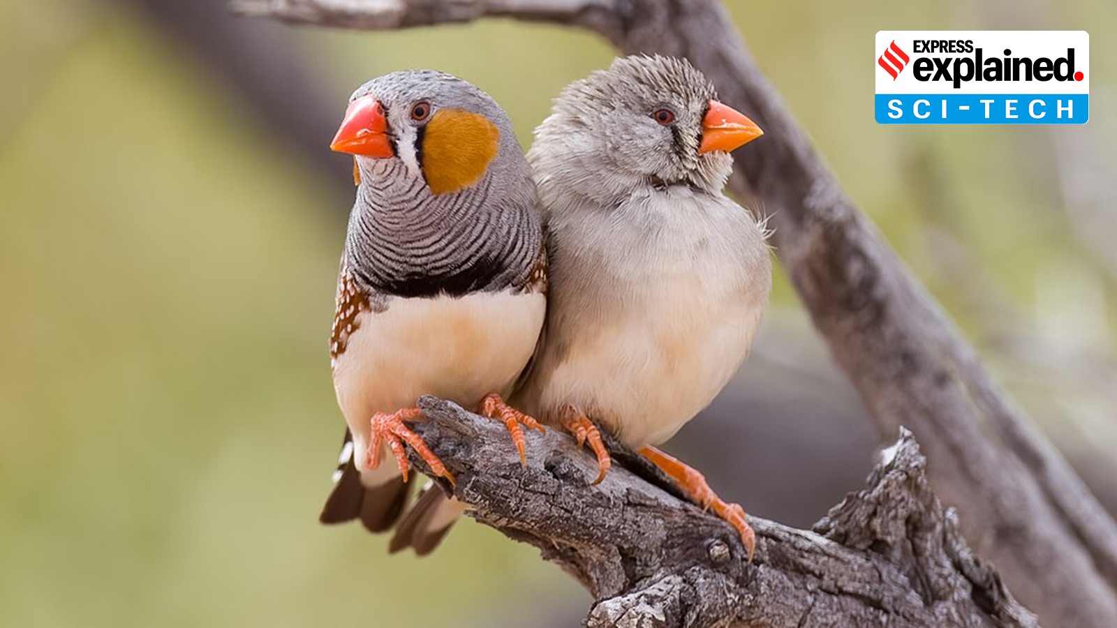 Scientist wins Rs 95-lakh prize for decoding bird calls: Why researchers are excited about zebra finches’ mistakes