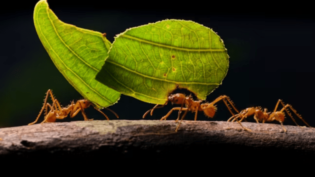 ants