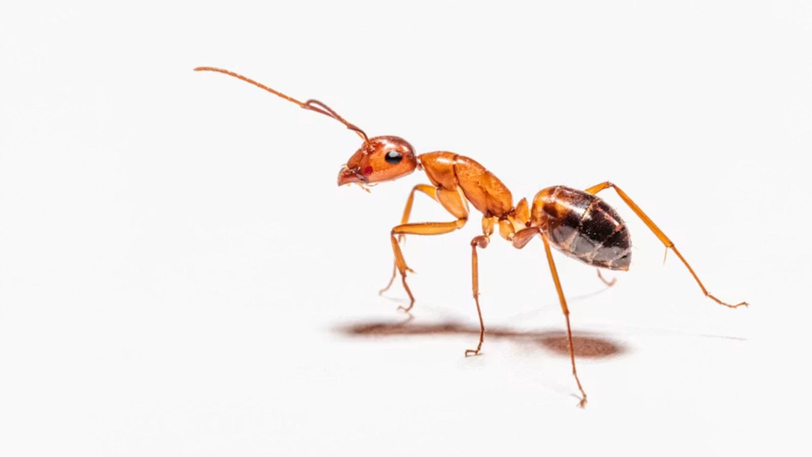 Rare and Fascinating Ant Species You Didn't Know About
